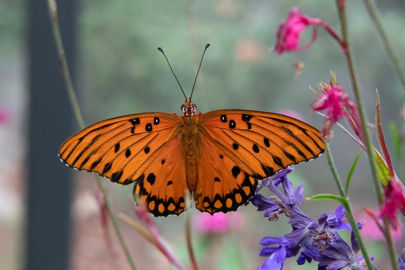 Gulf Fritillary