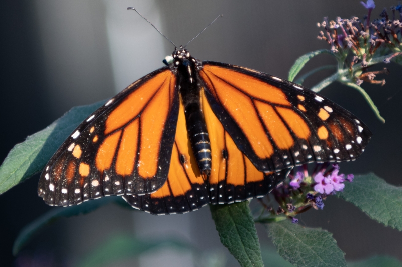 A male Monarch butterfly