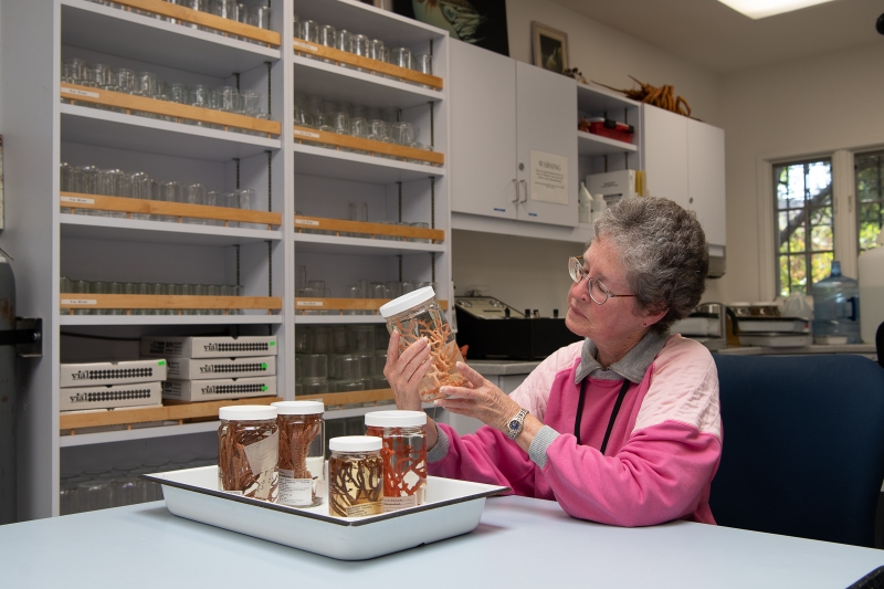 A woman with short gray hair and glasses, wearing a pink jacket, studies a gorgonian specimen in a jar. Several jars are on the table in front of her. There are empty jars and scientific equipment on shelves behind her.