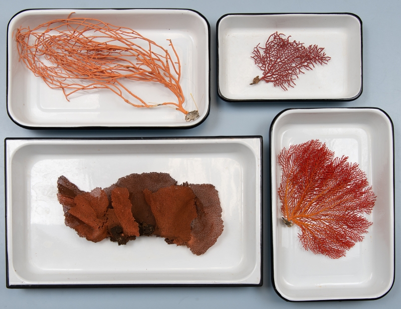 Four metal trays containing dried gorgonian specimens ranging from pale salmon to burnt sienna in color. Each has its own texture, some stringy, some net-like
