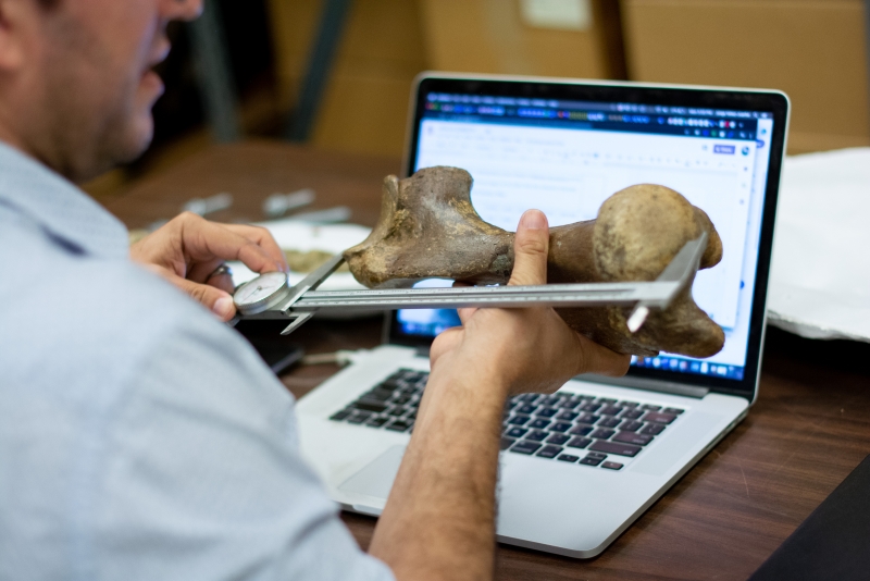 The stout, stocky arm bone of an ancient walrus, held in the hands of a researcher who is measuring it with calipers. Out of focus in the background is his laptop, with a spreadsheet pulled up for entering data.
