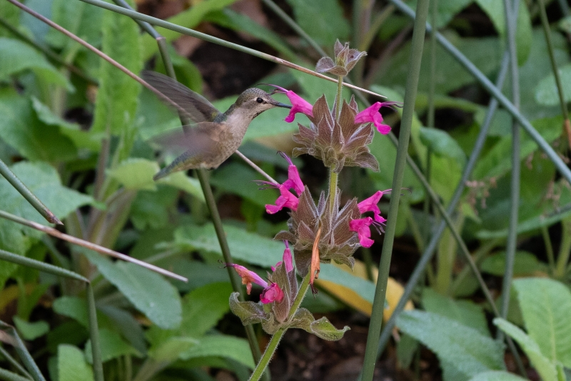 A hovering hummingbird delicately drinking from a pink flower with green foliage
