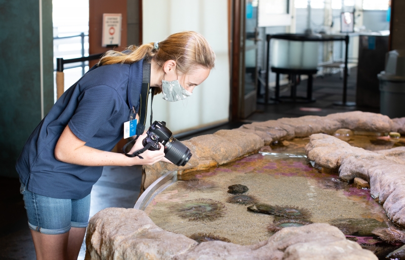 A young woman with a camera (Lucy) looks into a habitat at the Sea Center where sea anemones and other colorful invertebrates can be touched by guests