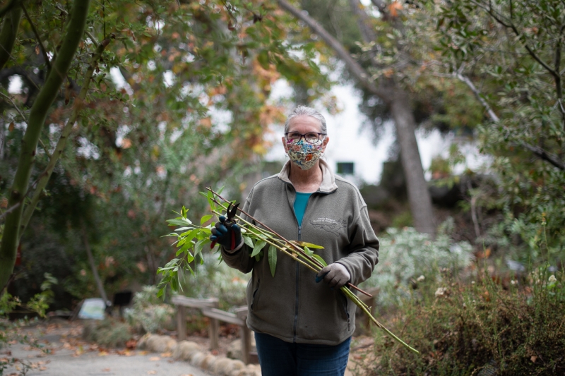 A woman in a garden full of plants of different shades of green and different textures. She holds long stalks of plants and a pair of clippers.