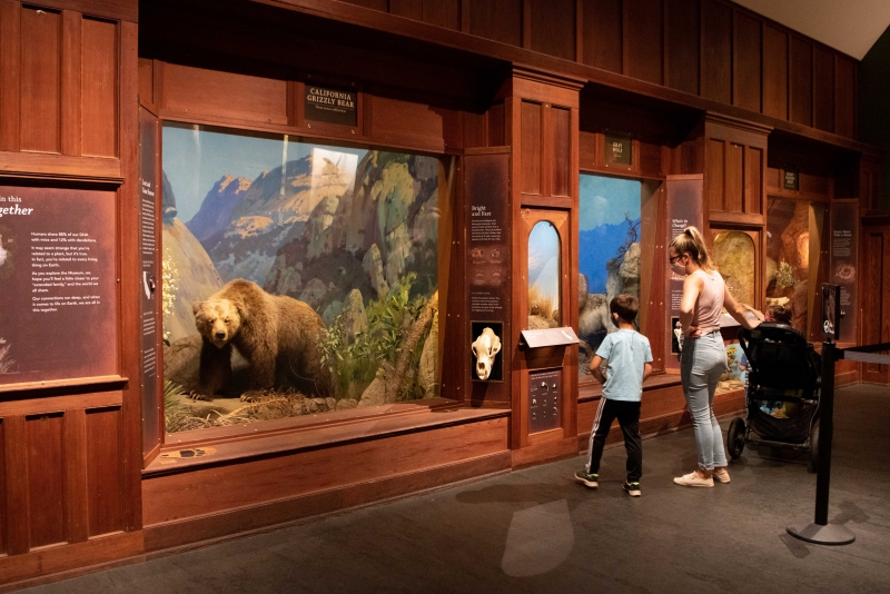 A family exploring the Santa Barbara Museum of Natural History Mammal Hall