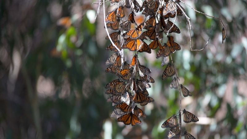 Orange, black, and white Monarch butterflies cluster on long, bare eucalyptus tree branches