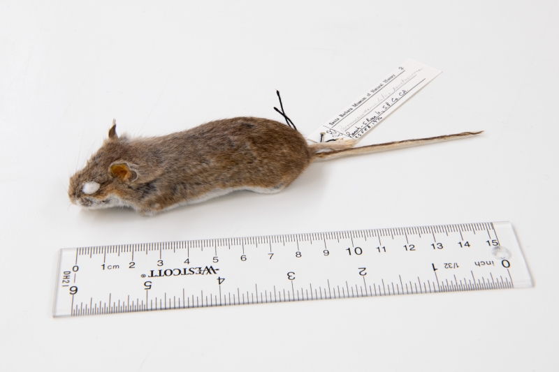a stuffed mouse skin with a tail that points straight out like a lollipop stick, next to a ruler showing it is six inches long