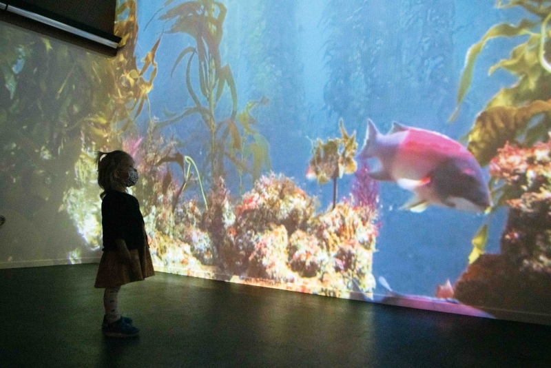 Little girl exploring the Sea Center's new Exhibit Dive In. Exhibit at teh