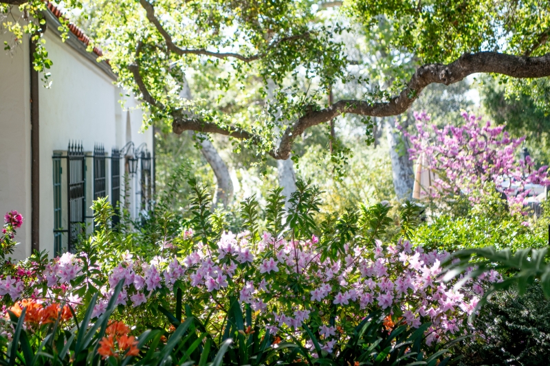 Bright pink and orange blossoms contrast with abundant green foliage in this picture of flower plants growing below, an oak limb hanging overhead, and a white stucco building with tile roof off to one side.