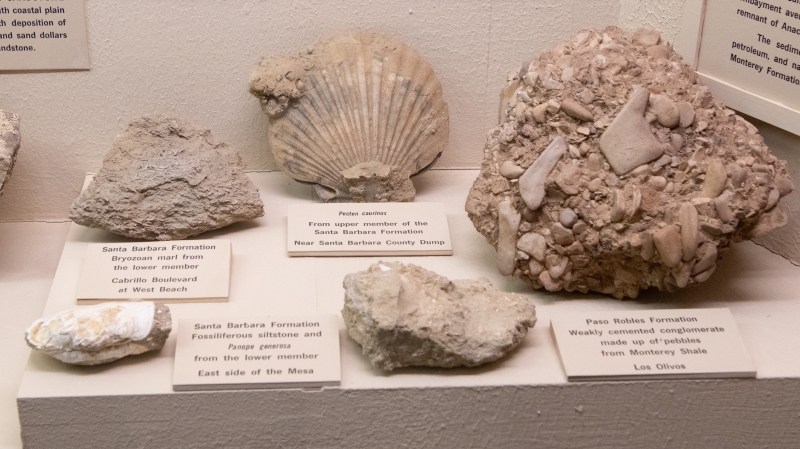 A bunch of sandy-colored invertebrate fossils in a museum display, prominently including a large grooved scallop shell