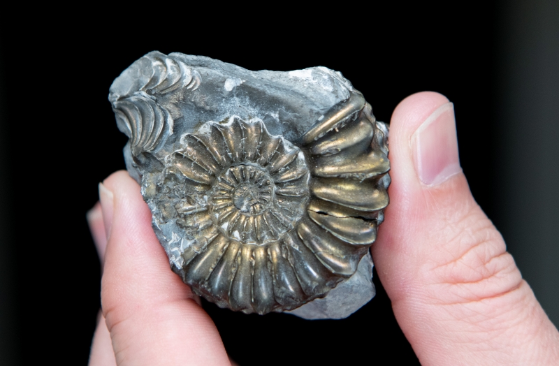 An iridescent gold and gray fossil of a ridged spiral shell, held between someone's fingers on a black background
