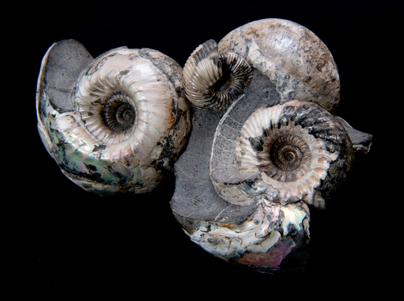 A beautiful clump of spiral shells fused together by gray stone. Their sides are pearly white-brown with rainbow patches of irridescence. They are mostly smooth with interesting ridges and spirals.