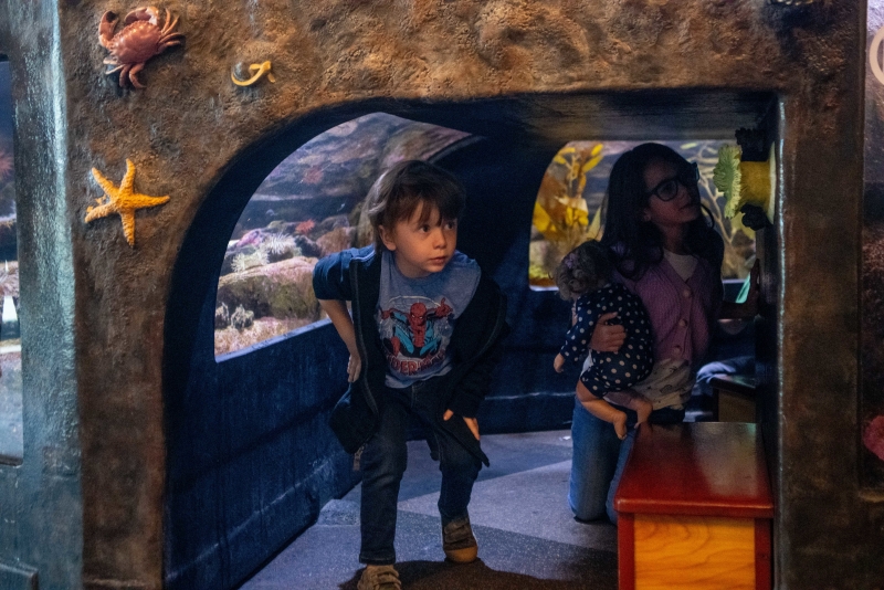 Explore the wonders and beauty of local marine life in the Intertidal Wonders touch pools