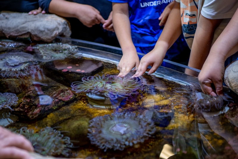 Students learn about marine animals found in our local tide pools