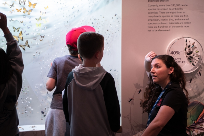 Students explore Museum galleries to find the mighty teams of plants and animals