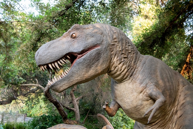 T.rex roaring at the Santa Barbara Museum of Nartural History Prehistoric Forest