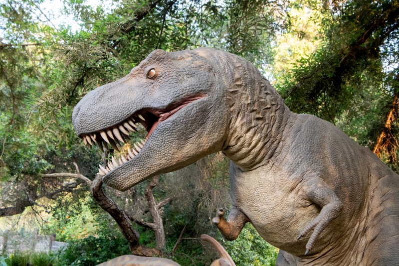 T.rex roaring at the Santa Barbara Museum of Nartural History Prehistoric Forest