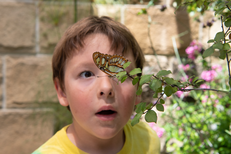 Young child amazed by a butterfly in the Butterfly Pavilion