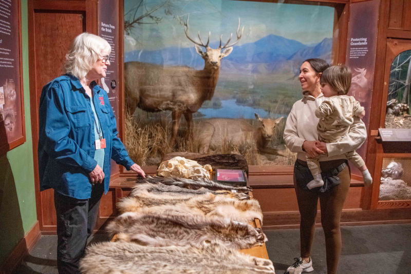 Family exploring the Museum's Mammal Hall