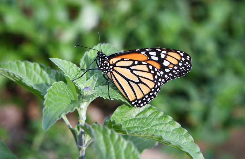 A Monarch butterfly pausing to rest on a flower