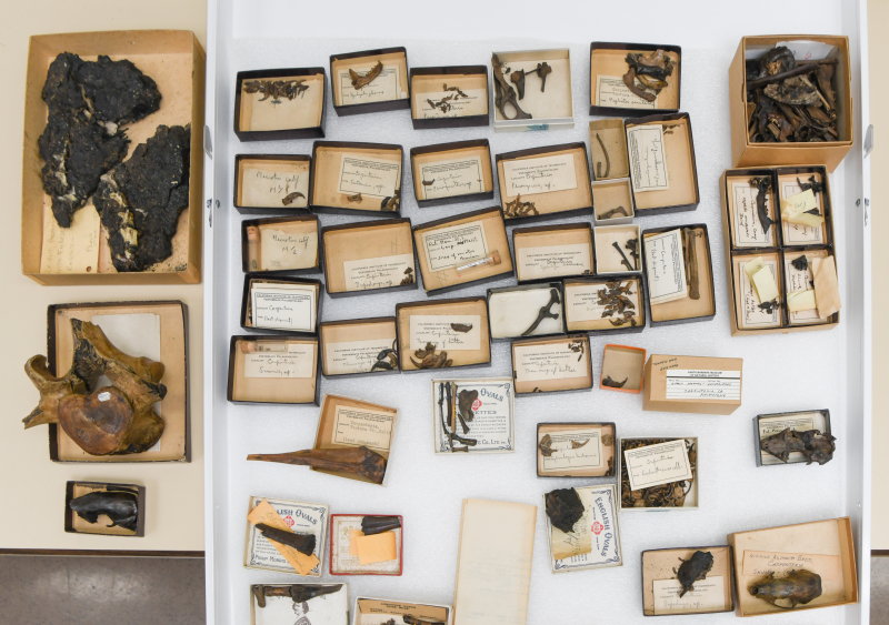 Looking straight down on a drawer filled with blackened bones from animals of all sizes. Each is in a box with an old-fashioned-looking label.