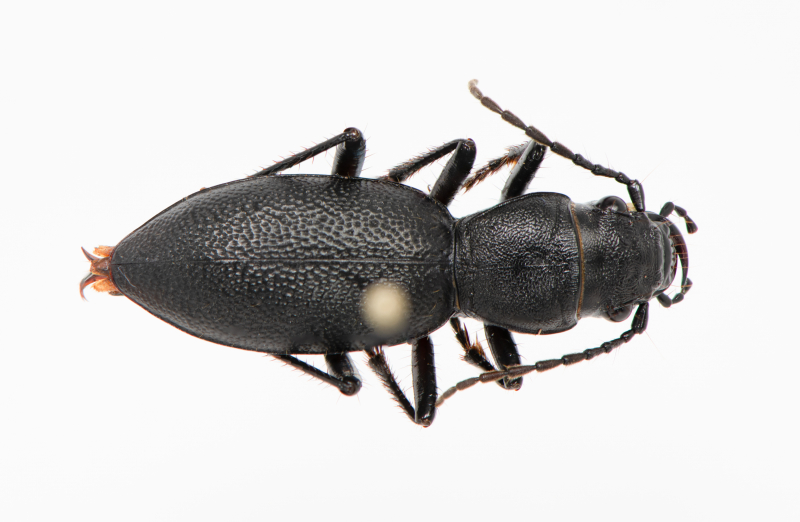 A very close-up image of a pinned beetle specimen. You could count the hairs on it!