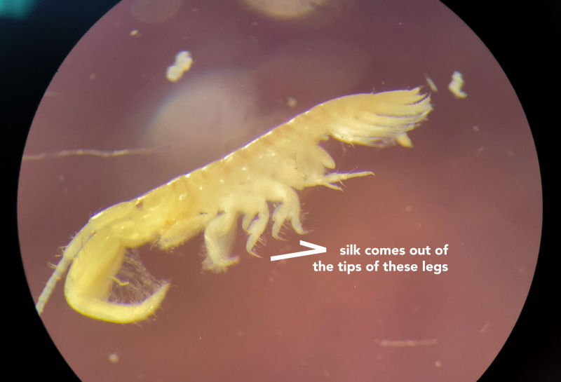 An amphipod under a microscope with pointers calling out the leg tips that extrude silk