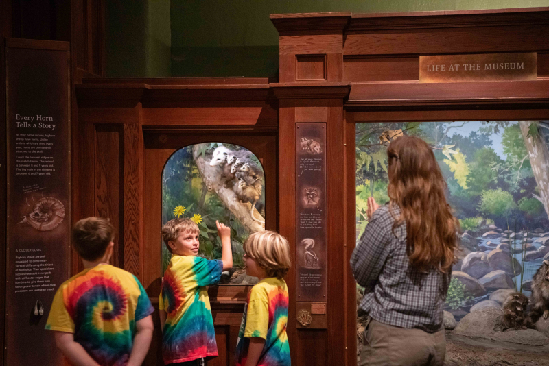 Visitors exploring the Mammal Hall