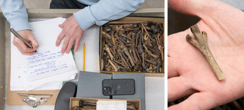 Looking down onto a scientist's work area, handwriting notes and examining a strange bone closely.