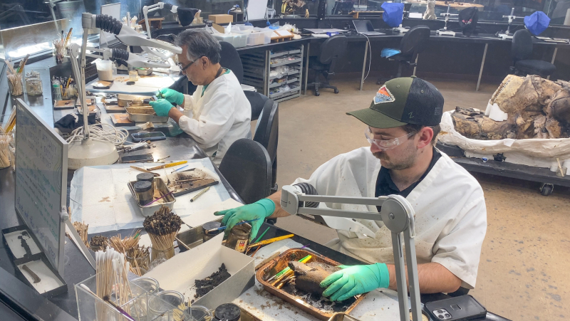 Fossil preparators at a counter covered with tarry bones and tools for cleaning them. A mammoth skull is in the background.