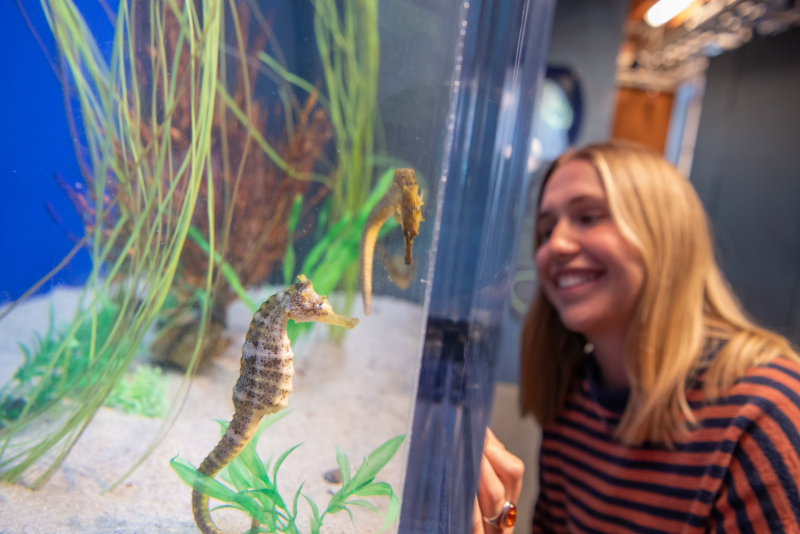 Young lady observing the Sea Center's Seahorses