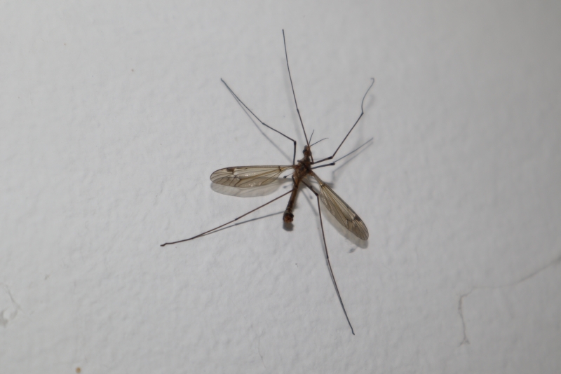 Crane Fly