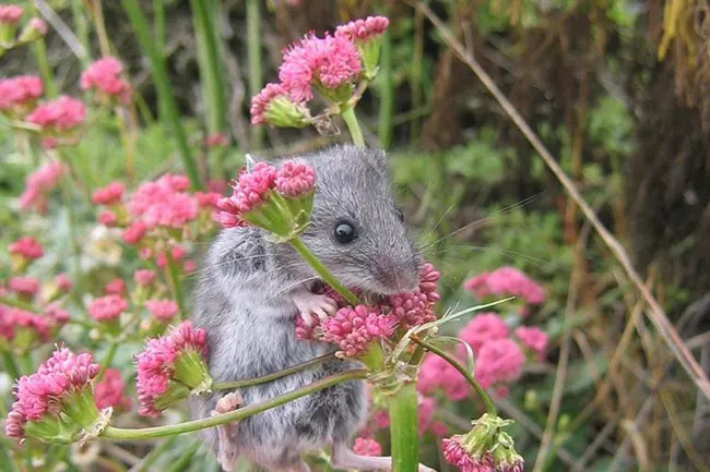 A cute furry gray mouse standing on a plant and appearing to munch on a pink flower
