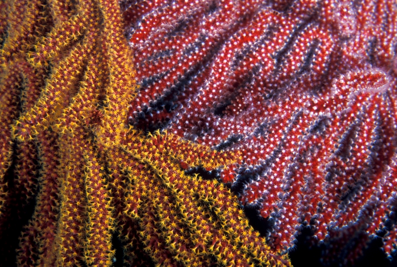 Tiny and colorful flower-shaped polyps peek from the finger-like branching structure of sea fans