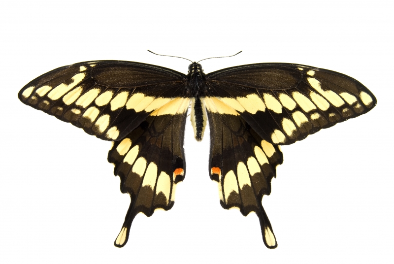 Yellow and black swallowtail butterfly