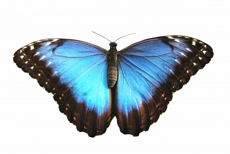 Brilliant blue Morpho butterfly