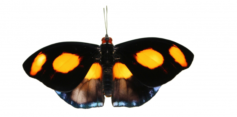 Blue-frosted Banner Butterfly