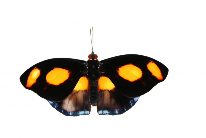 Blue-frosted Banner Butterfly 