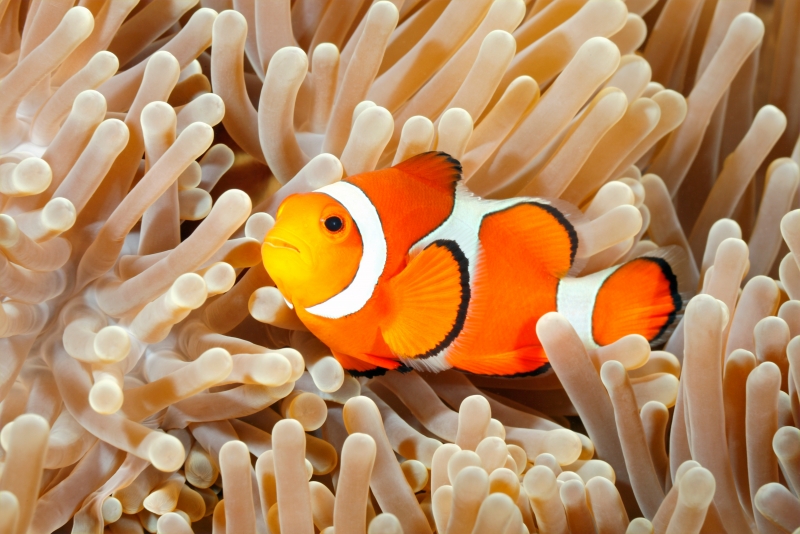 Clownfish 