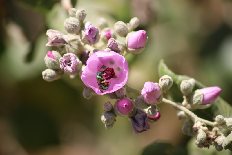 A bright green bee inside a contrasting pink flower
