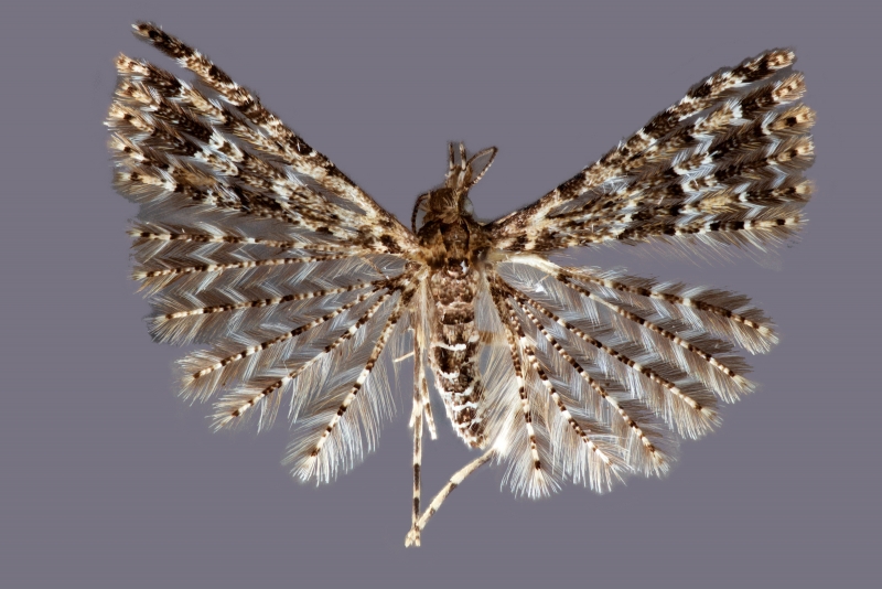 An astonishingly detailed and crisp image of a feathery brown and white moth with spread wings