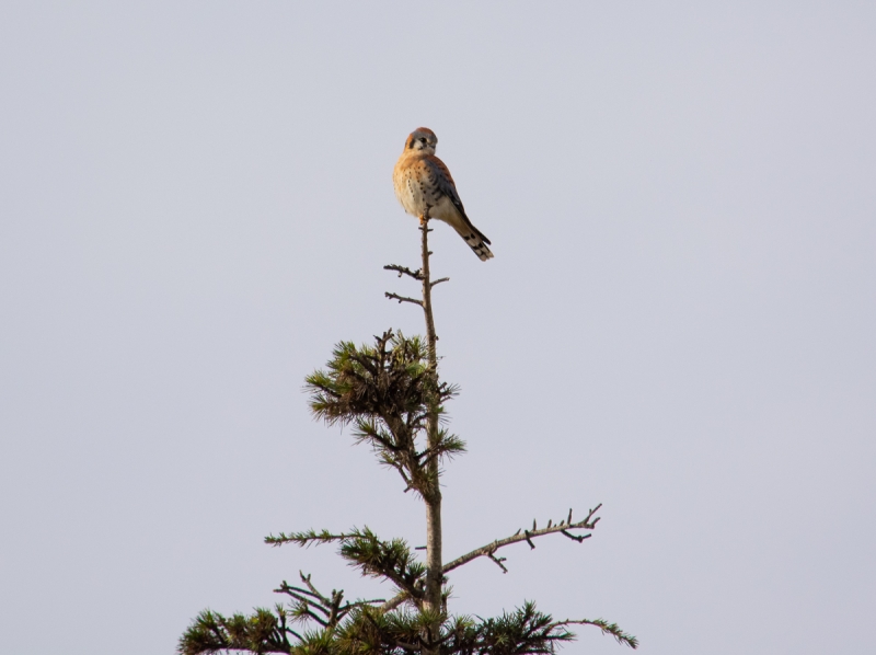 A small falcon with bold white, black, red, and blue-gray coloring perched at the top of a pine tree