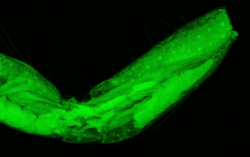 A microscopic view of organs in an amphipod's leg