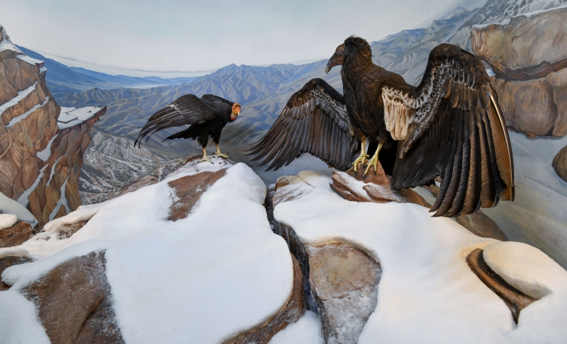 The Dennis Power Bird Diversity Hall and Bird Habitat Hall