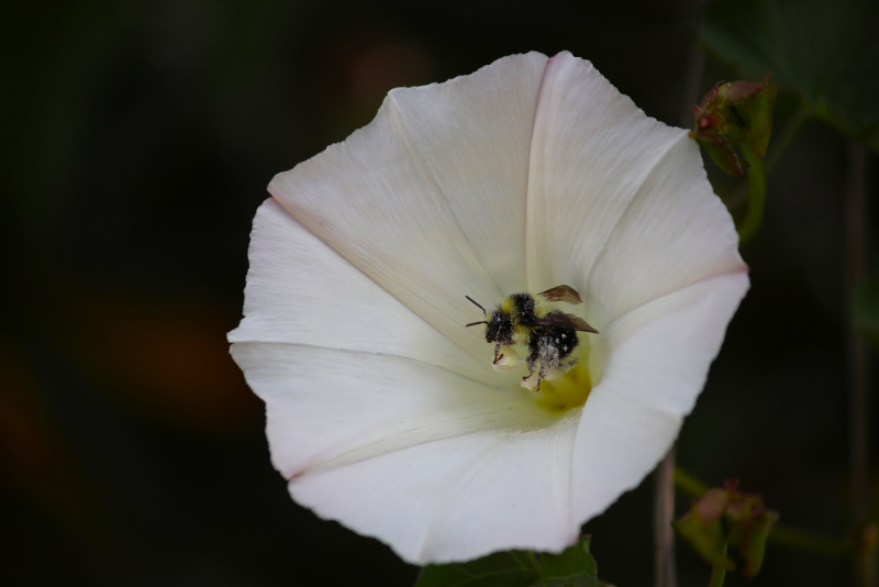 A large bumblebee covered with pollen in the center of a trumpet-shaped white flower