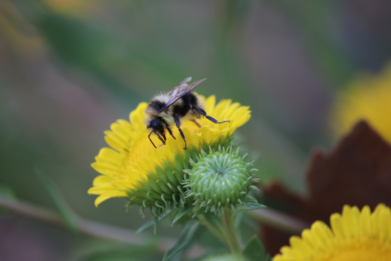 A large, hairy bee atop a yellow flower