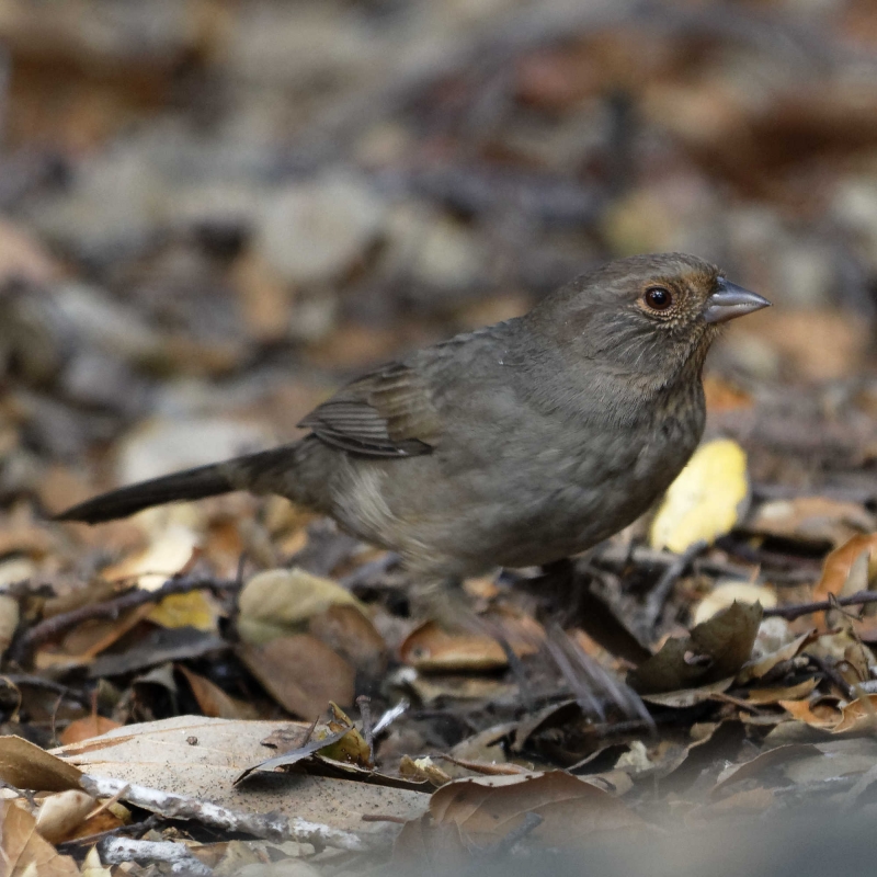 A medium-sized brown bird with a subtle pale cinnamon ring around its eye, scratching in leaf litter