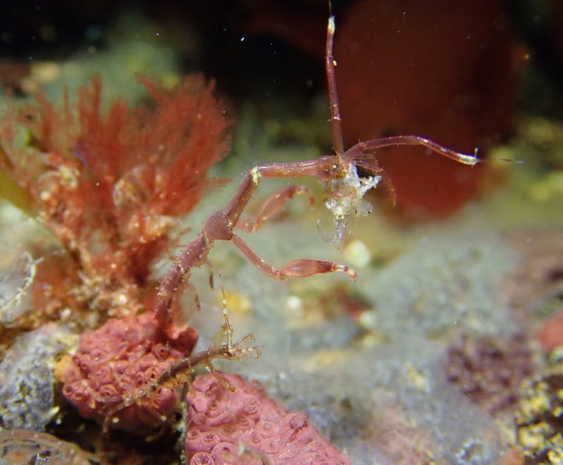 A giant skeleton shrimp male and tiny female