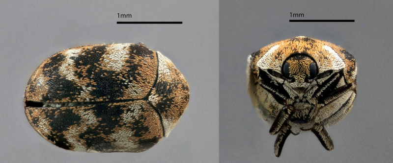 Varied Carpet Beetle, Anthrenus verbasci