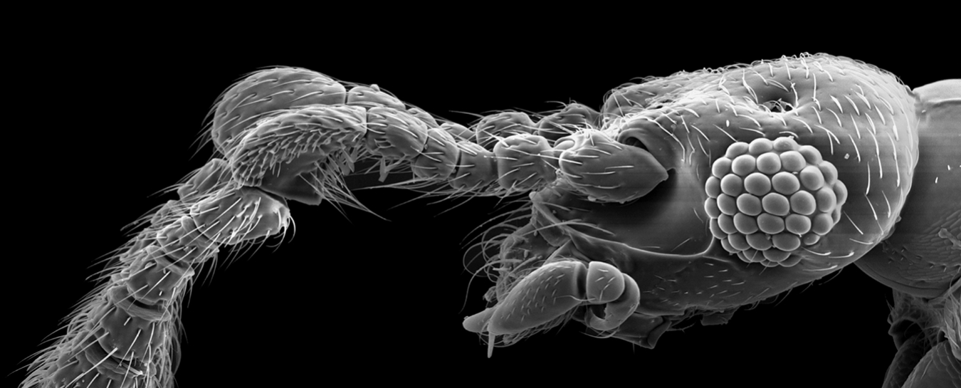 at retfærdiggøre Med det samme entanglement Scanning Electron Microscope | Santa Barbara Museum of Natural History
